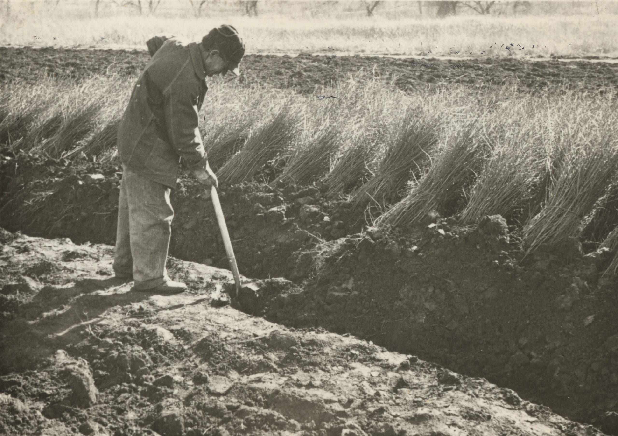 Vintage image of a gentleman prepping the soil for planting.